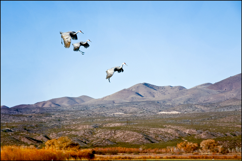 Bosque del Apache Photo 02